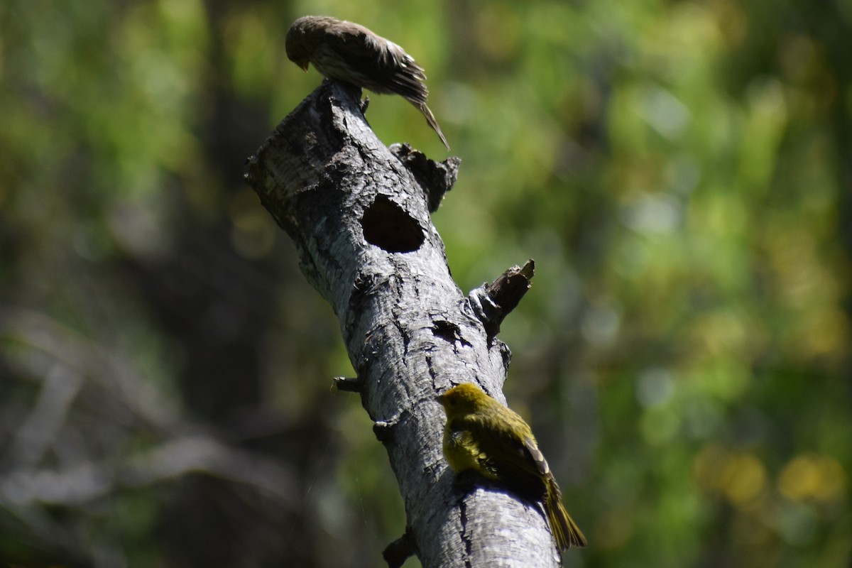 Saffron Finch - ML644006972