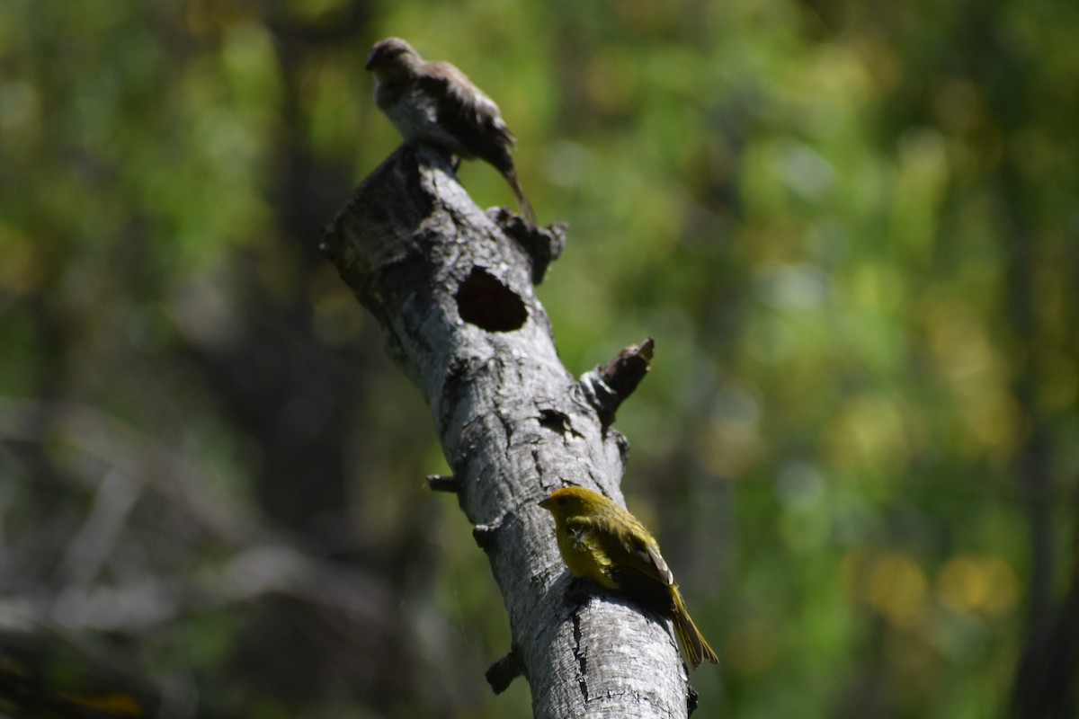 Saffron Finch - ML644006973