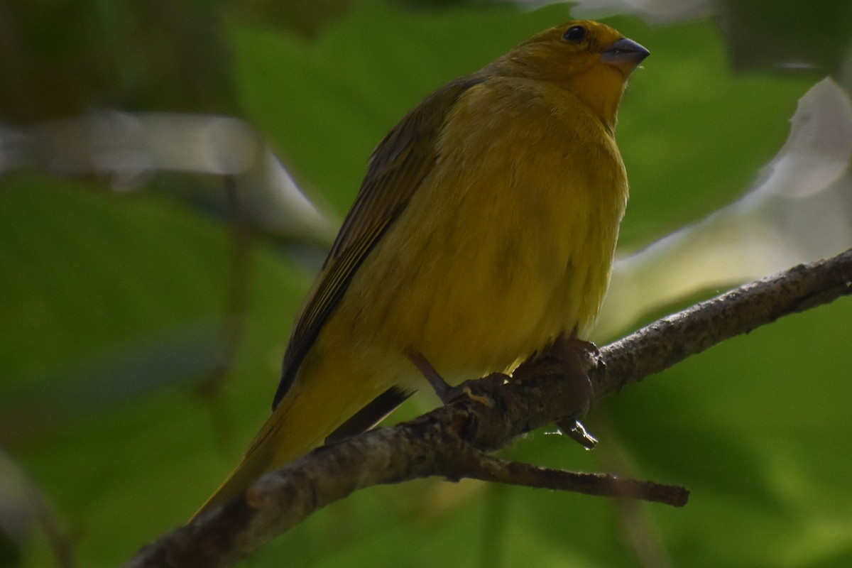 Saffron Finch - ML644006974