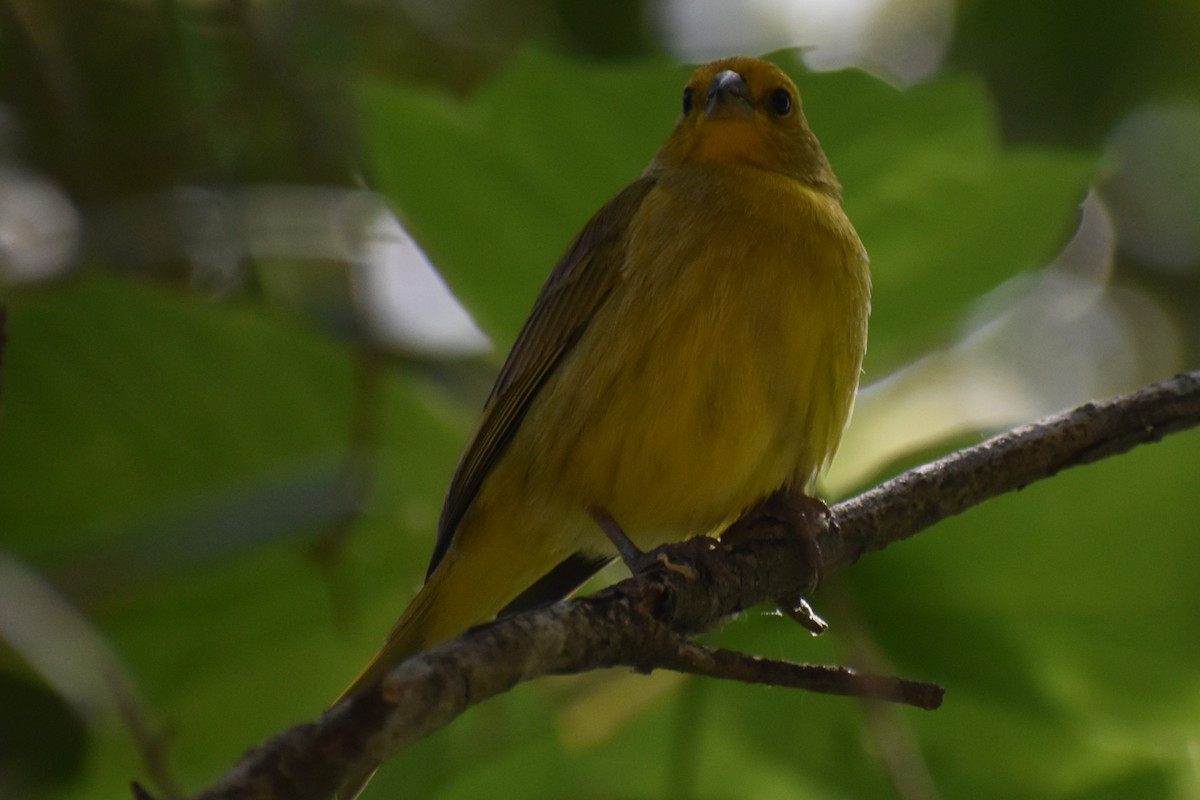 Saffron Finch - ML644006975