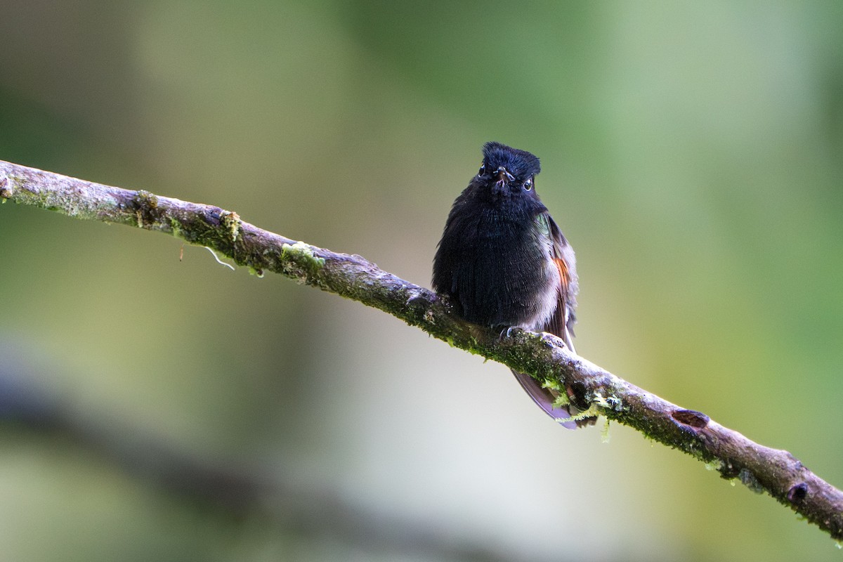 Black-bellied Hummingbird - ML644006978