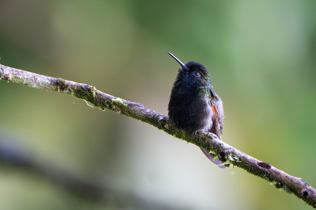 Black-bellied Hummingbird - ML644006979