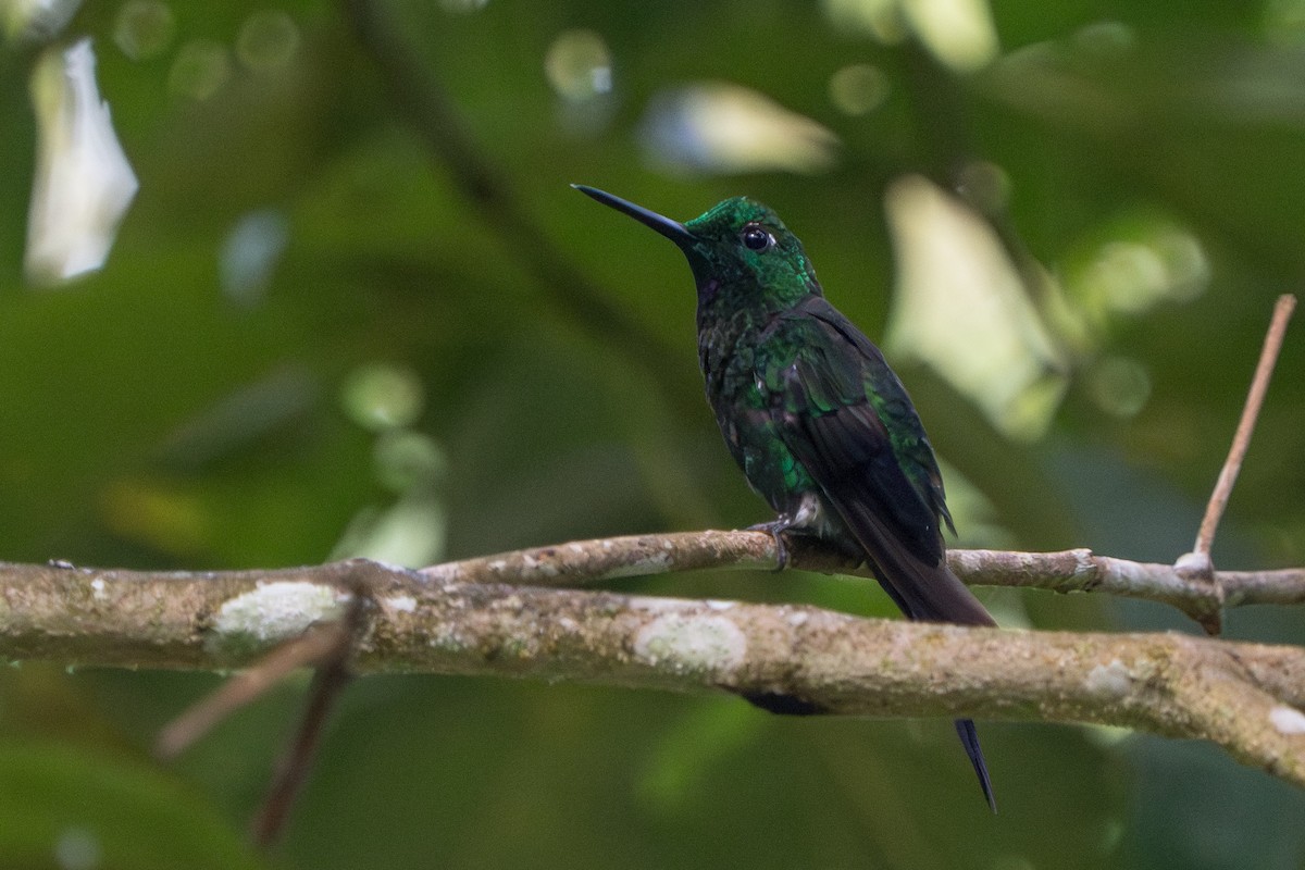 Green-crowned Brilliant - ML644006984