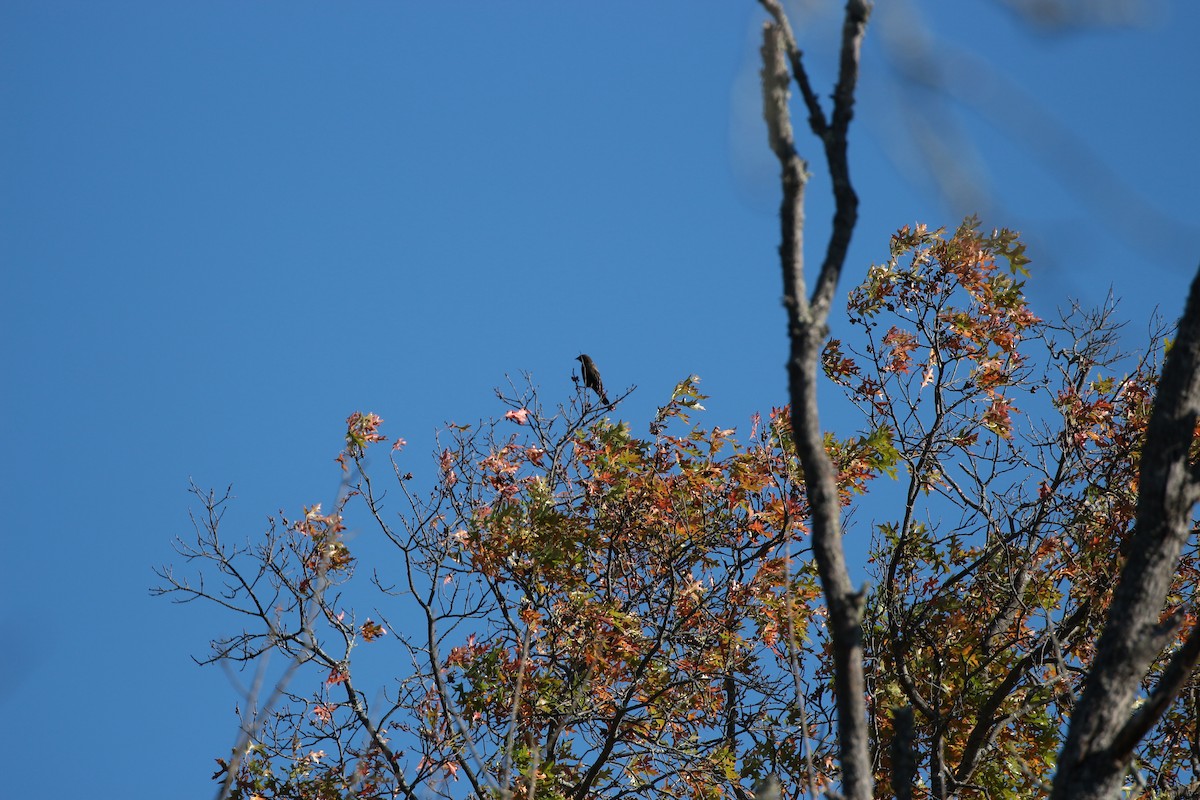Red-winged Blackbird - ML644006985