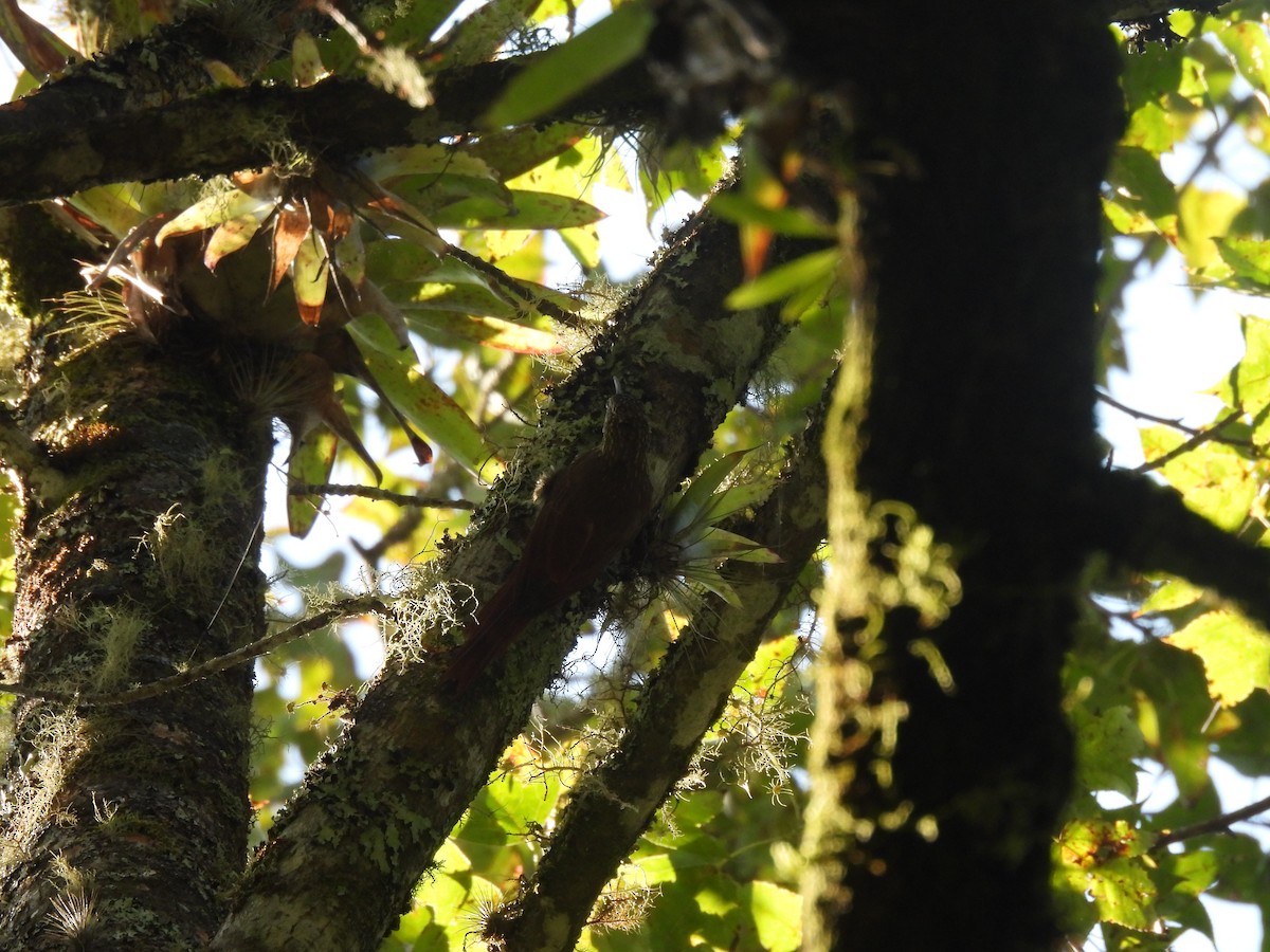 Spot-crowned Woodcreeper - ML644006990