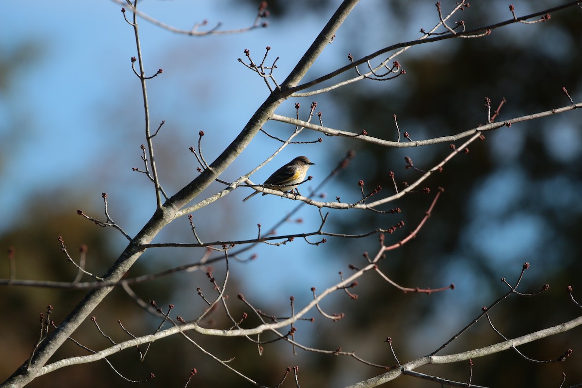 Yellow-rumped Warbler - ML644007008