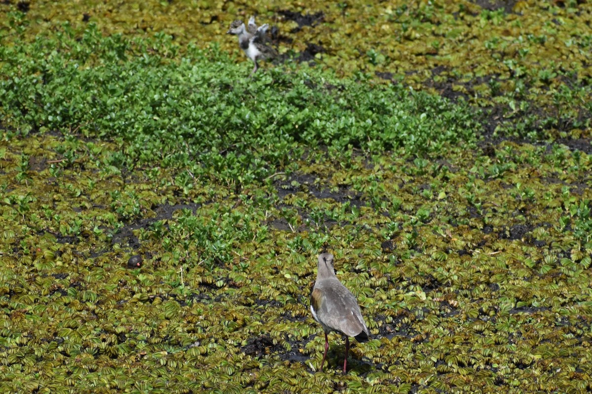 Southern Lapwing - ML644007026