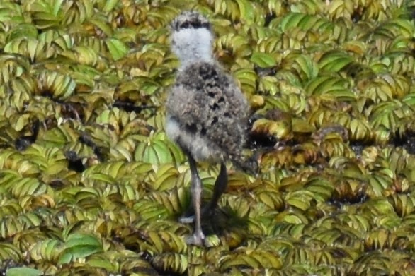 Southern Lapwing - ML644007027