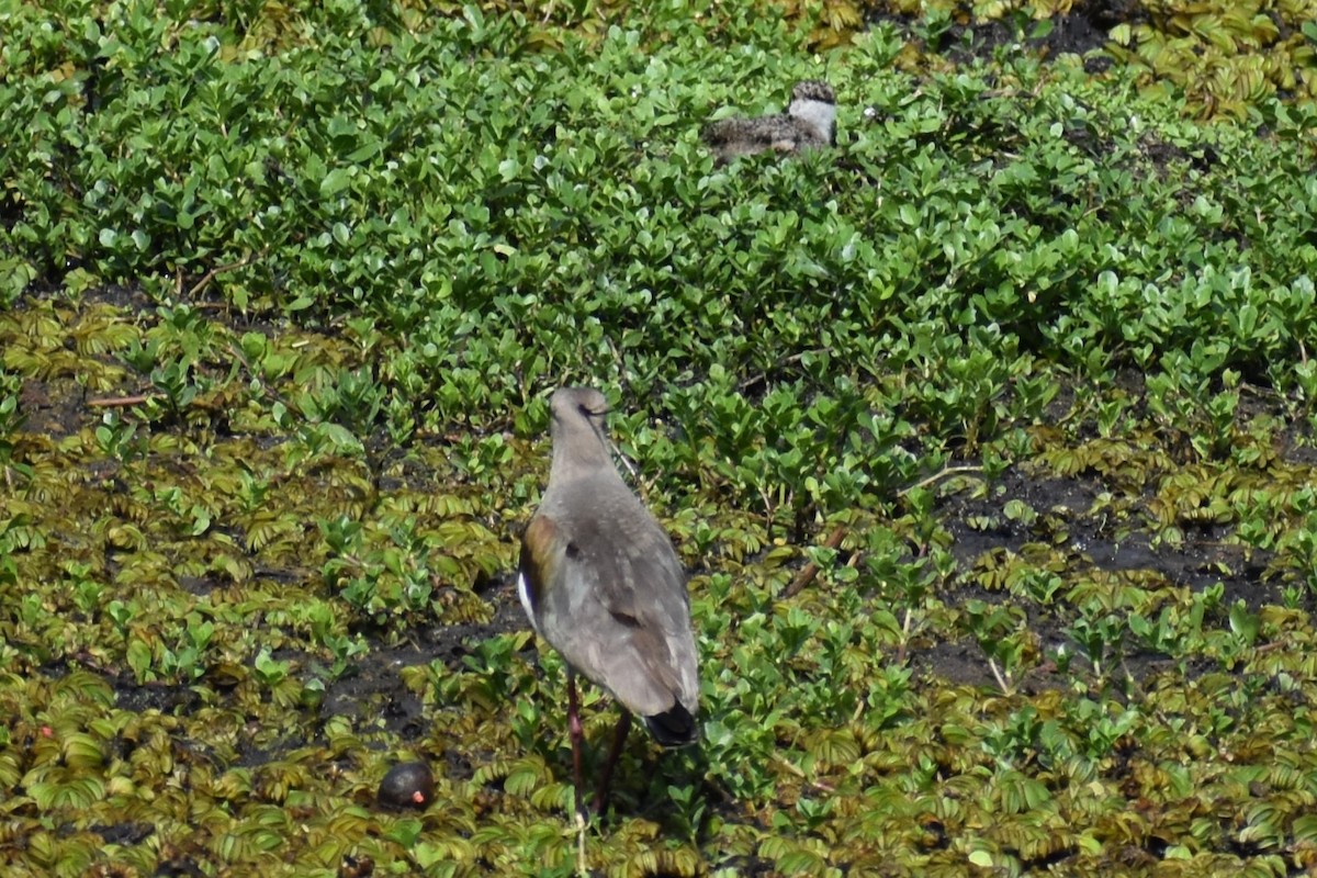 Southern Lapwing - ML644007028