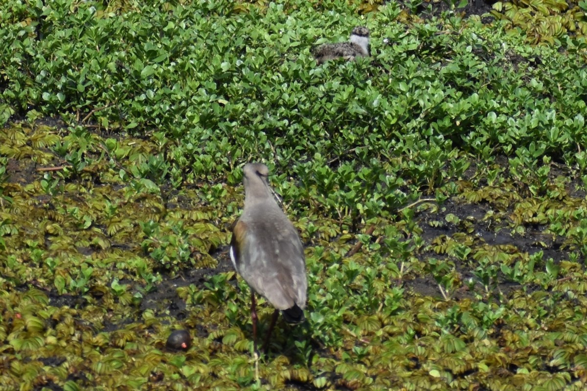 Southern Lapwing - ML644007029