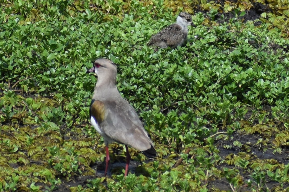Southern Lapwing - ML644007030