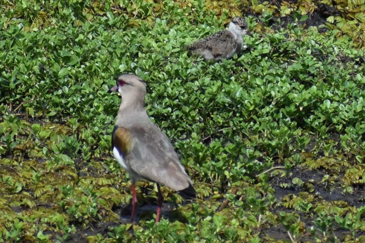 Southern Lapwing - ML644007031
