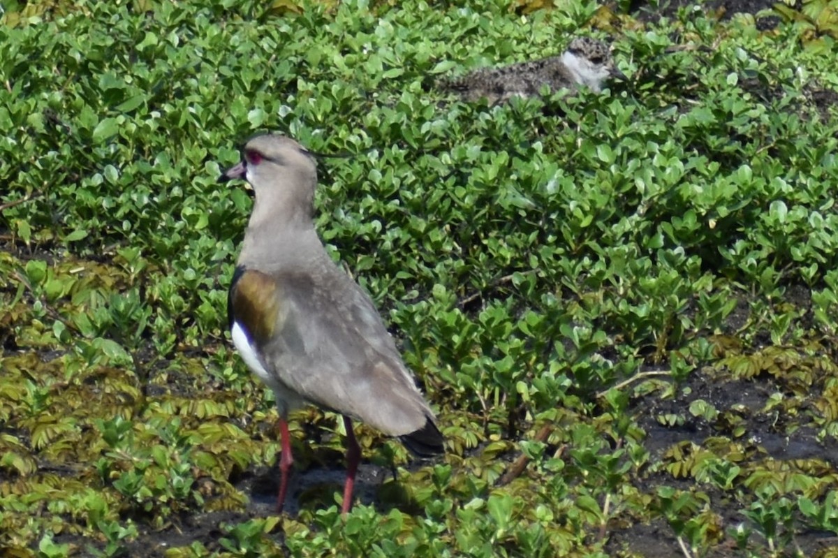 Southern Lapwing - ML644007032