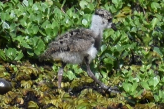 Southern Lapwing - ML644007033