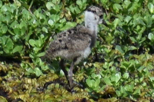 Southern Lapwing - ML644007034