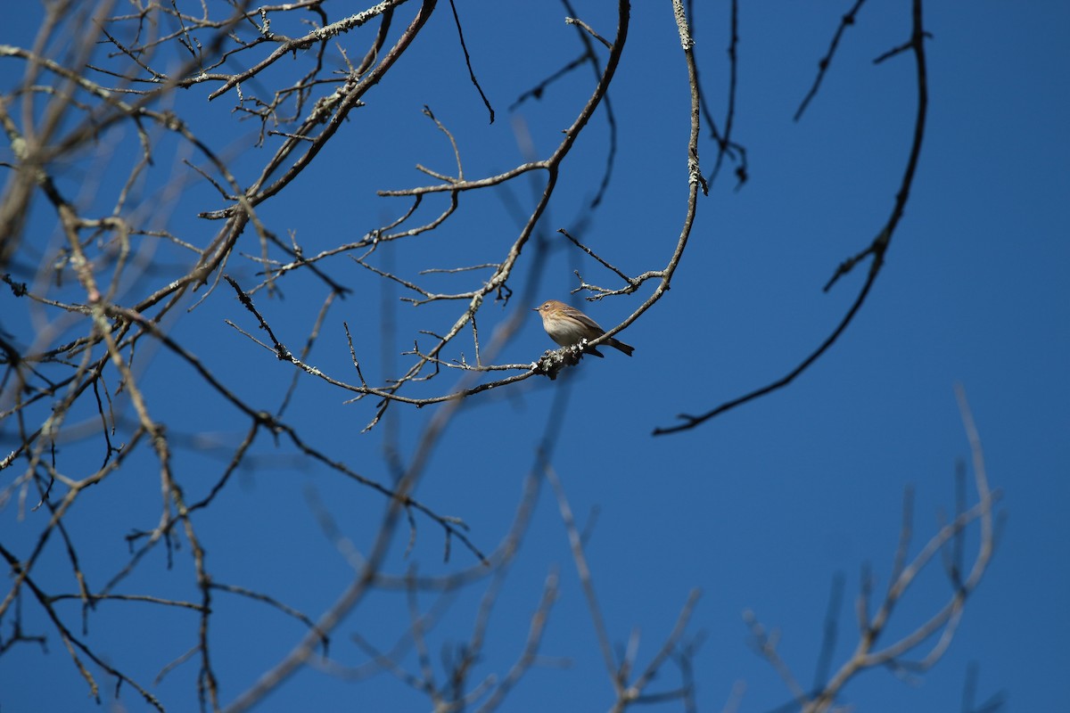 Yellow-rumped Warbler - ML644007038