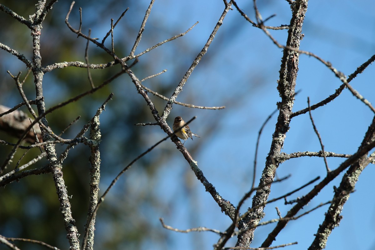 Yellow-rumped Warbler - ML644007039