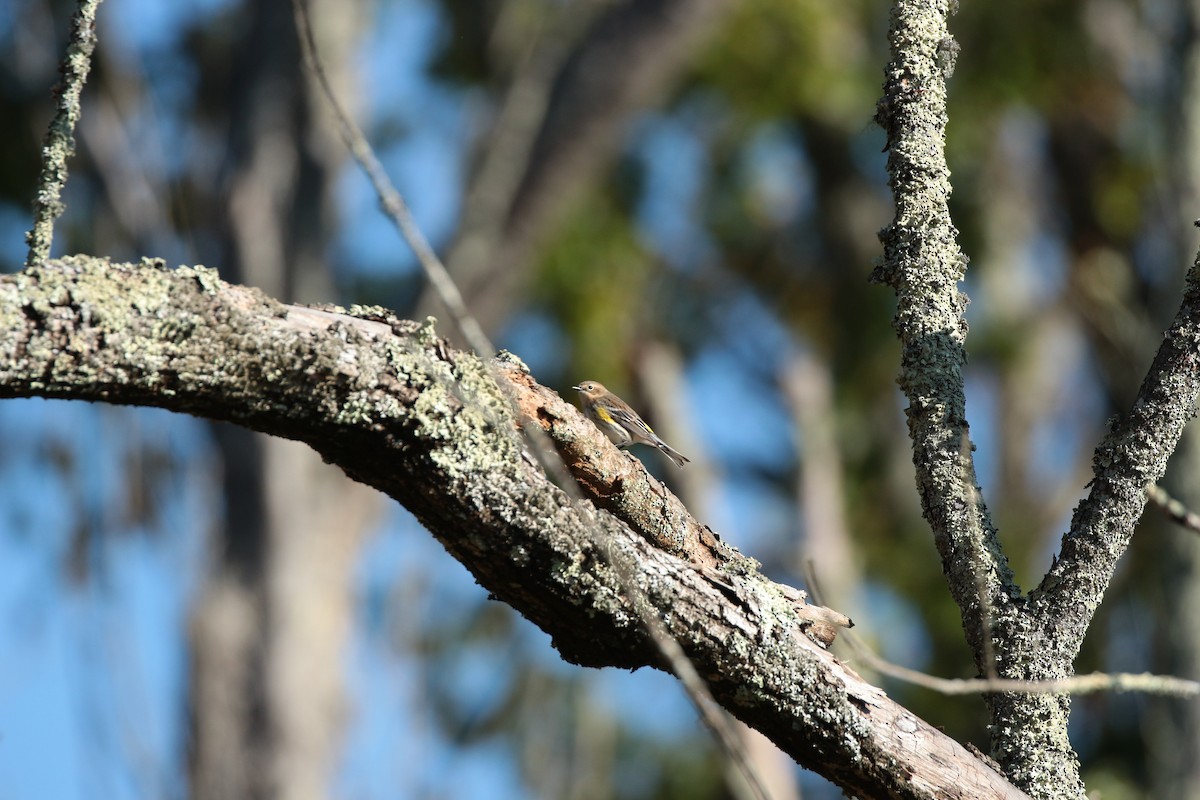 Yellow-rumped Warbler - ML644007040