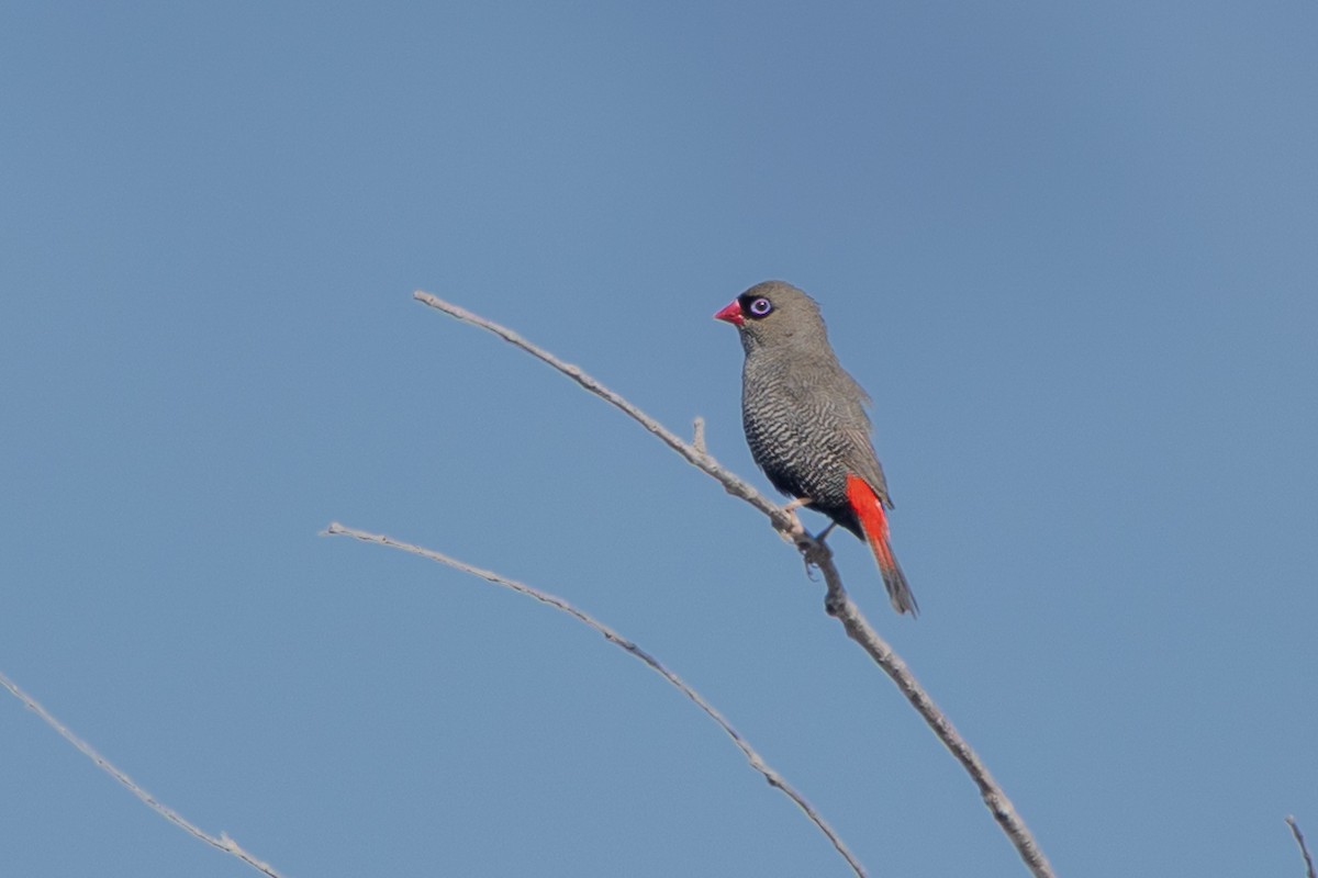 Beautiful Firetail - ML644007061