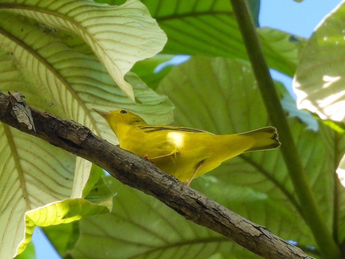 Yellow Warbler - ML644007070