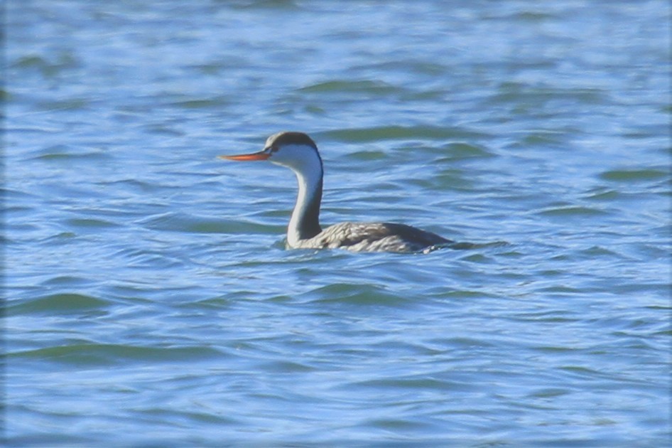 potápka bělolící - ML644007103