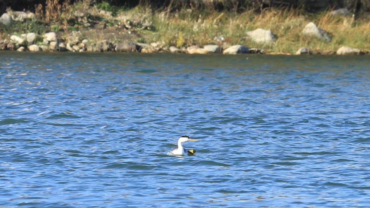 potápka bělolící - ML644007105