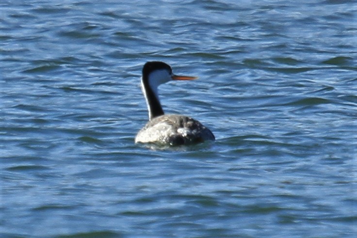 potápka bělolící - ML644007106