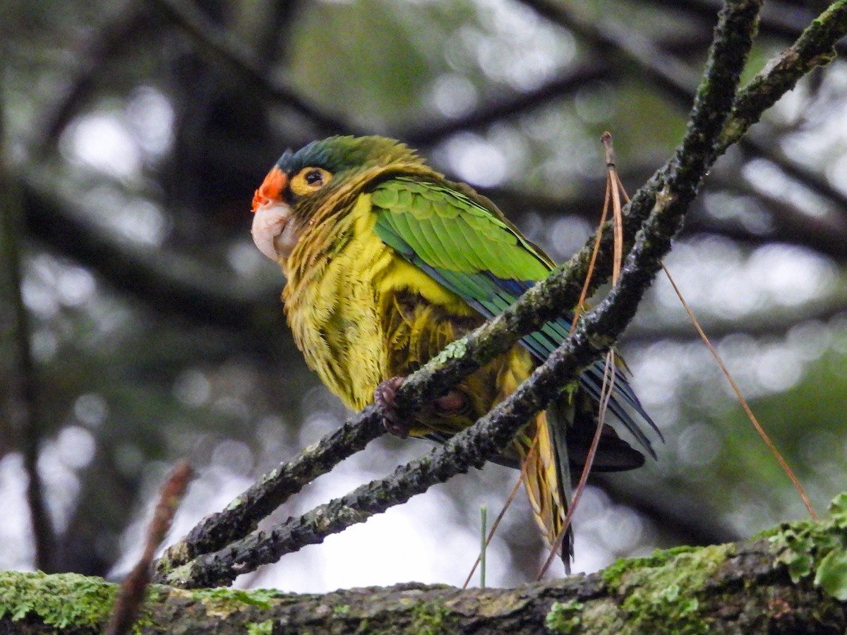 Aratinga Frentinaranja - ML644007125