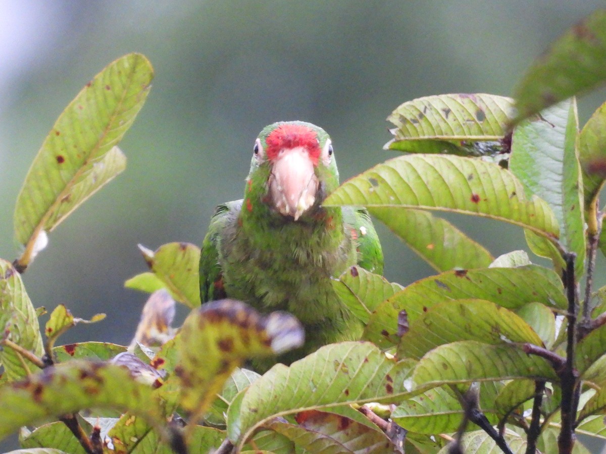 Conure de Finsch - ML644007128