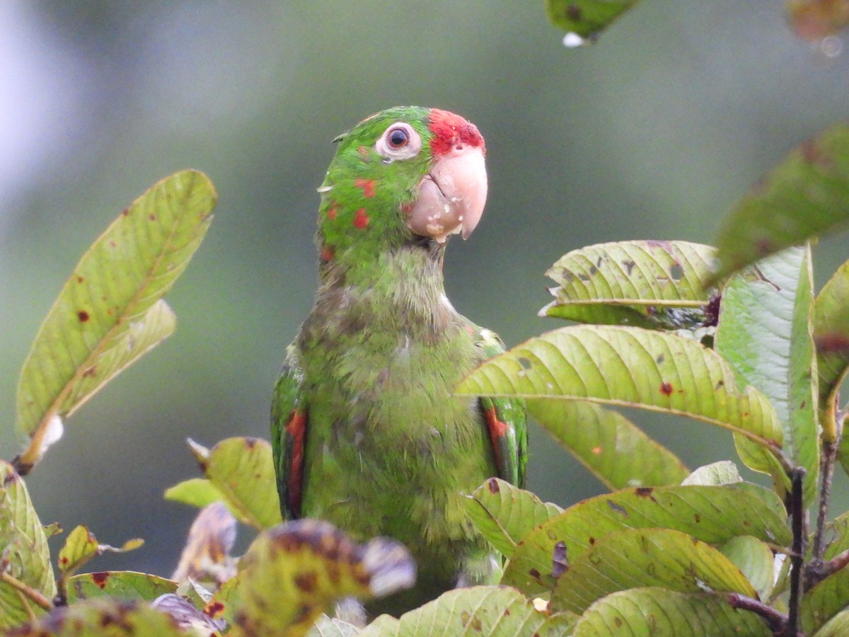 Conure de Finsch - ML644007129