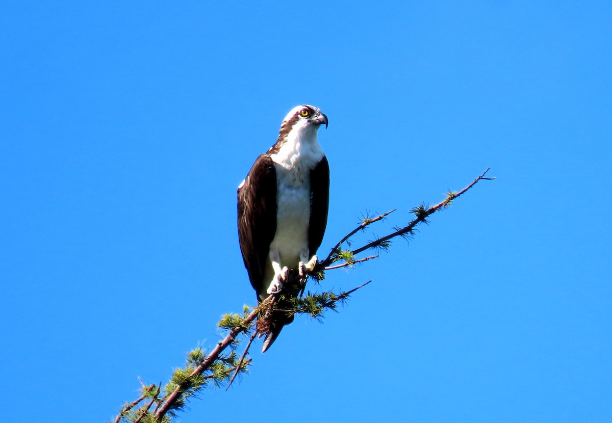 Osprey - ML644007146