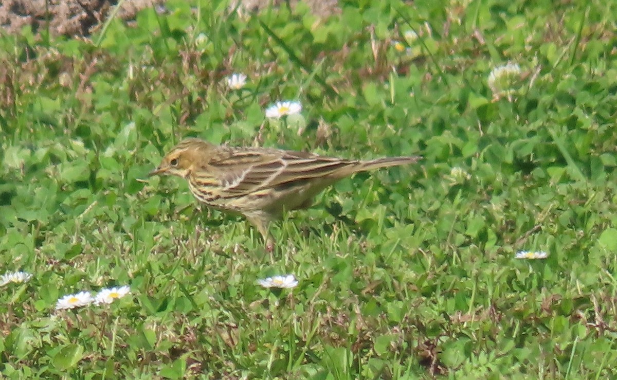 Red-throated Pipit - ML644007149