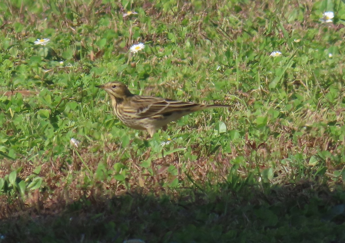Red-throated Pipit - ML644007150