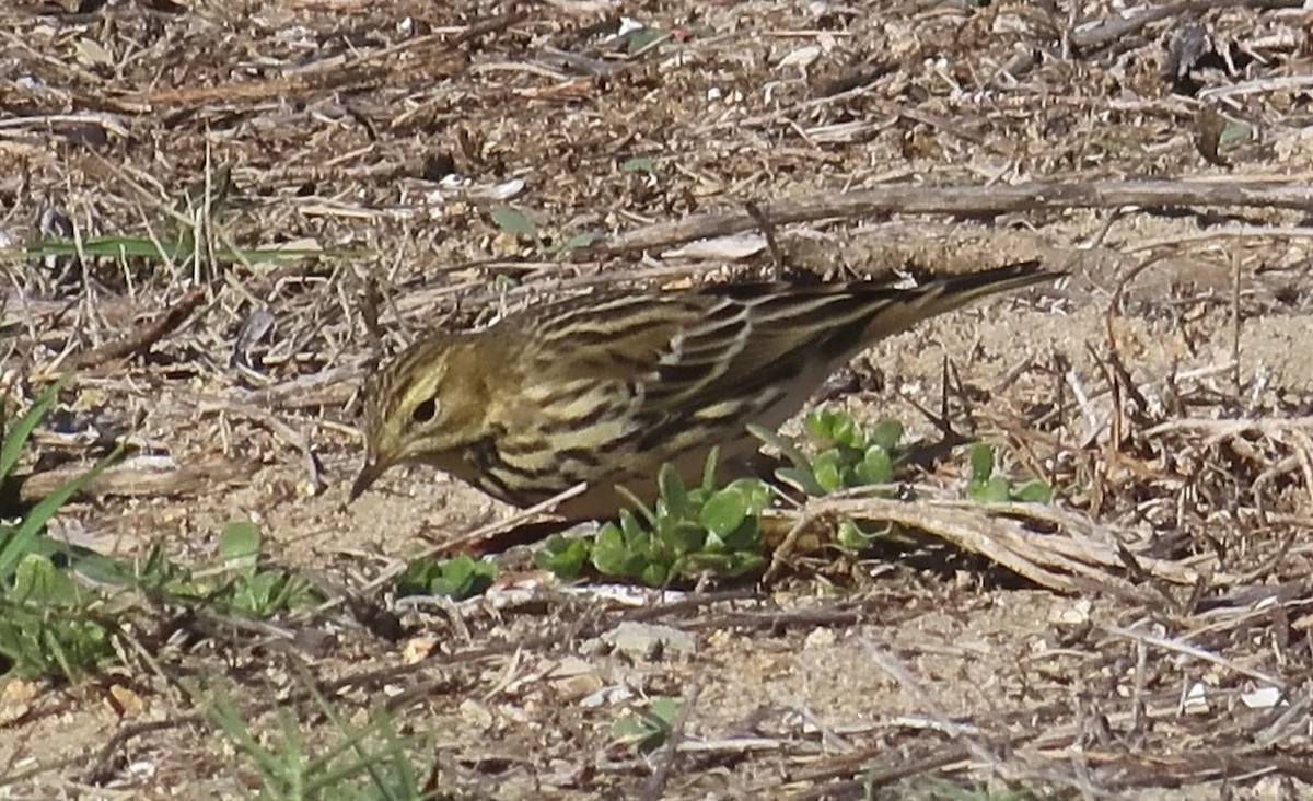 Red-throated Pipit - ML644007176