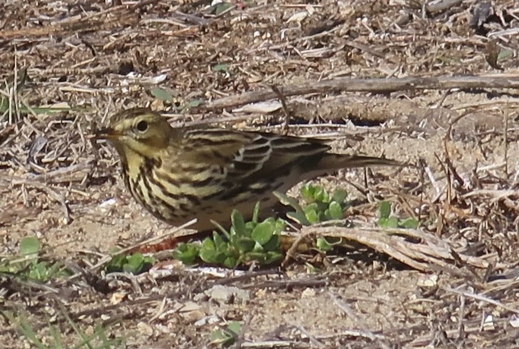 Red-throated Pipit - ML644007178