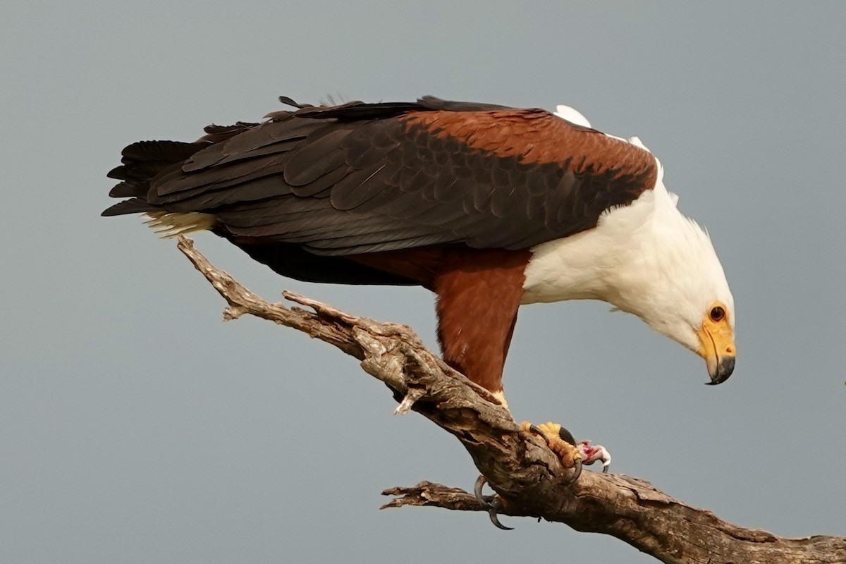 サンショクウミワシ - ML644007189