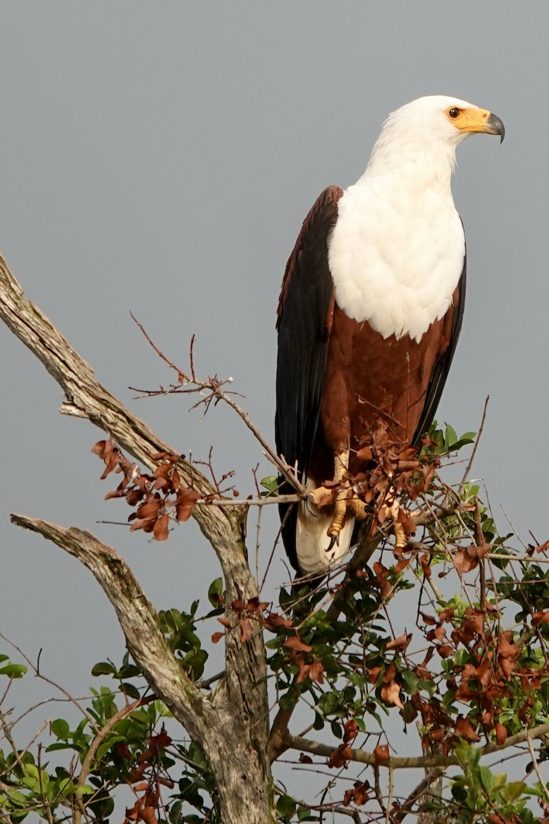 サンショクウミワシ - ML644007190