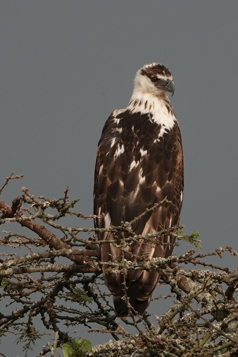 サンショクウミワシ - ML644007191