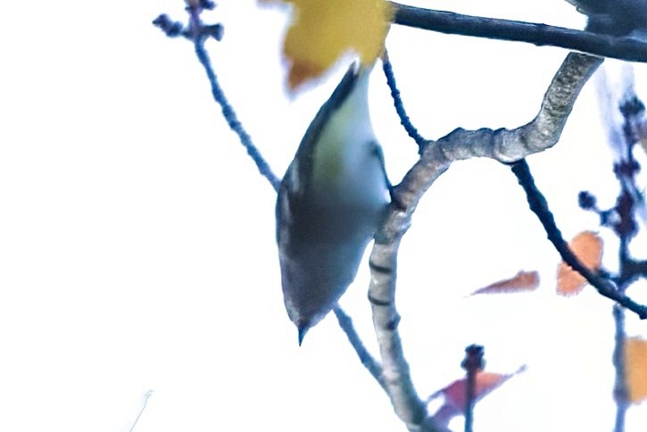 Graukopfvireo - ML644007204
