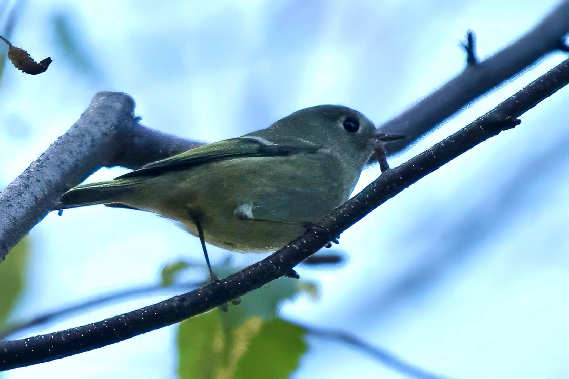Ruby-crowned Kinglet - ML644007210