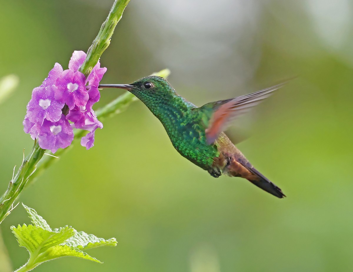 Амазилія-берил синьохвоста - ML644007211
