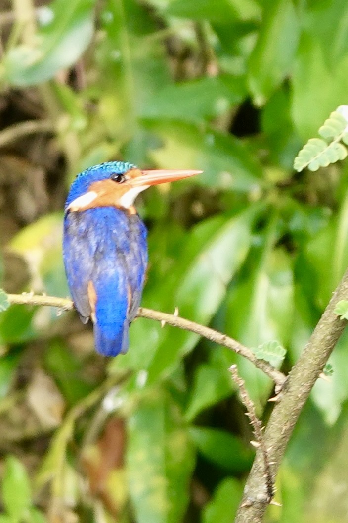 カンムリカワセミ - ML644007212