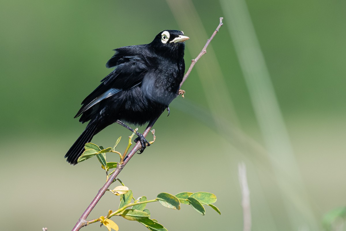 Spectacled Tyrant - ML644007214