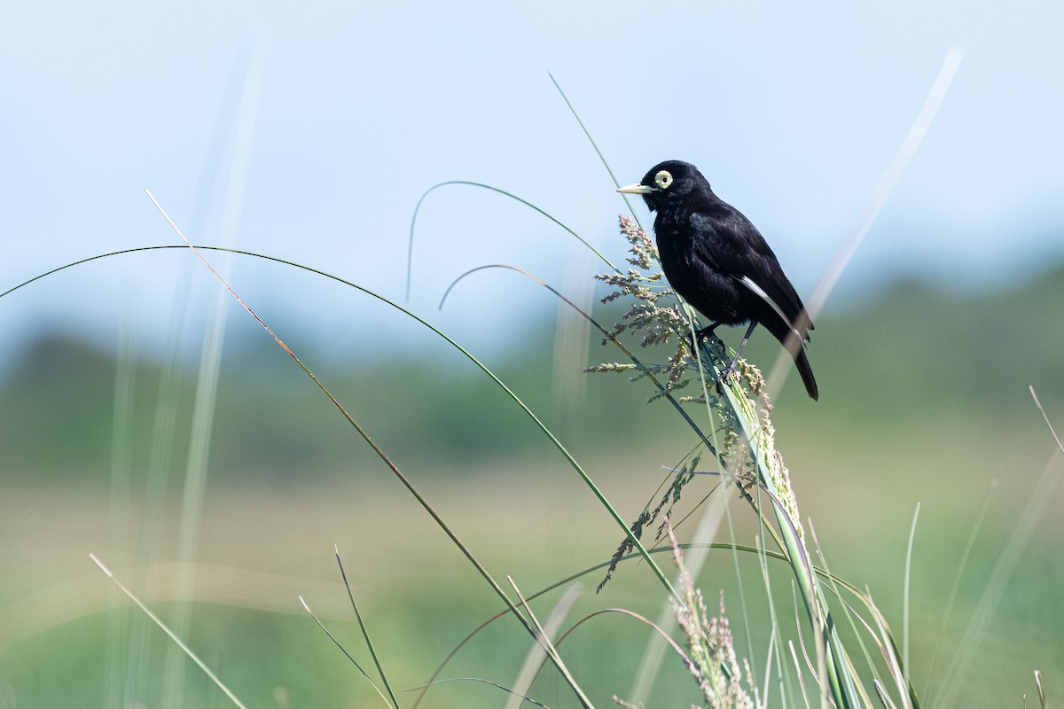 Spectacled Tyrant - ML644007215