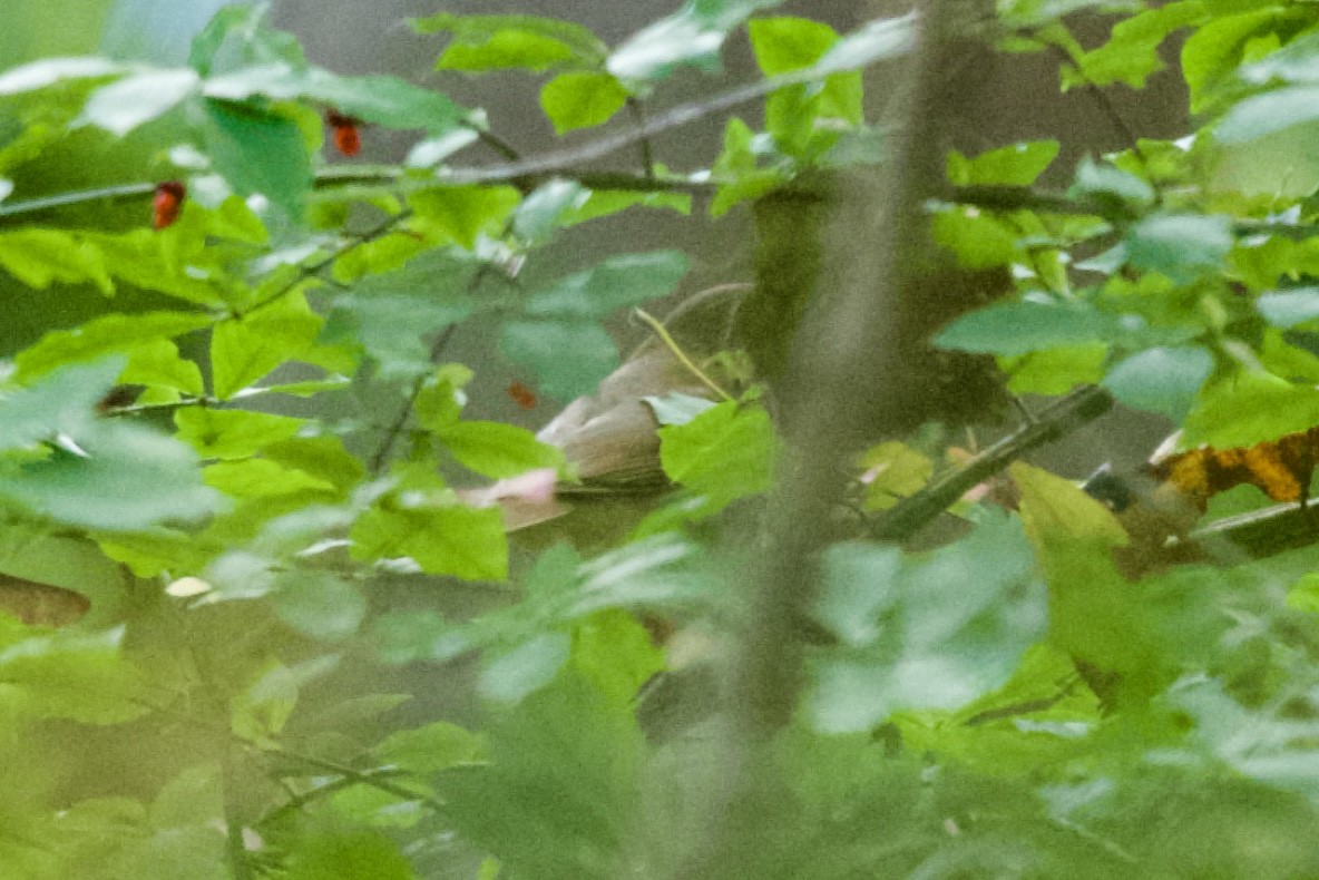 Hermit Thrush - ML644007231