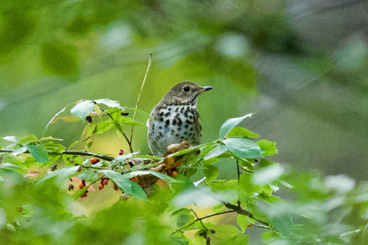 Hermit Thrush - ML644007232