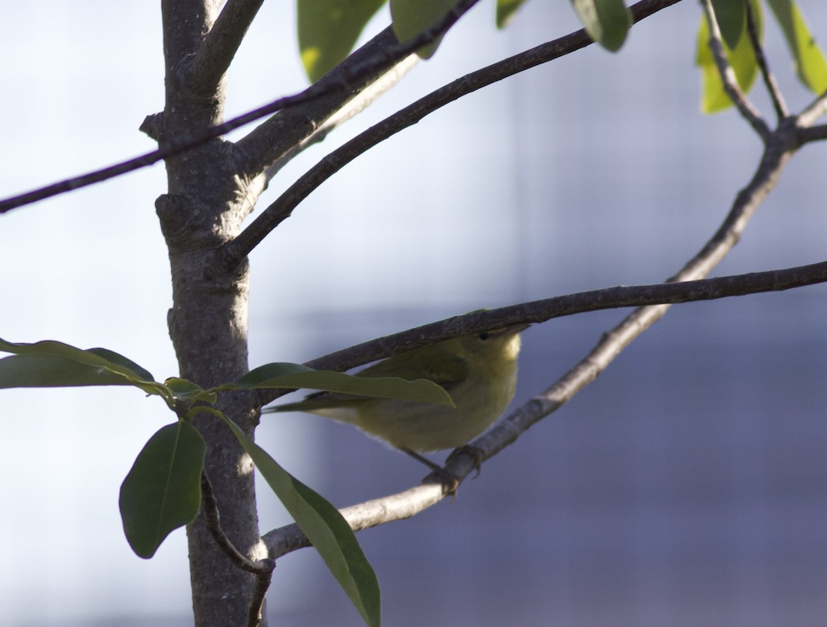 Tennessee Warbler - ML644007239