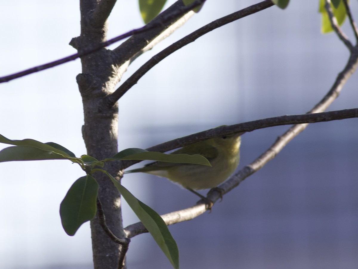 Tennessee Warbler - ML644007240