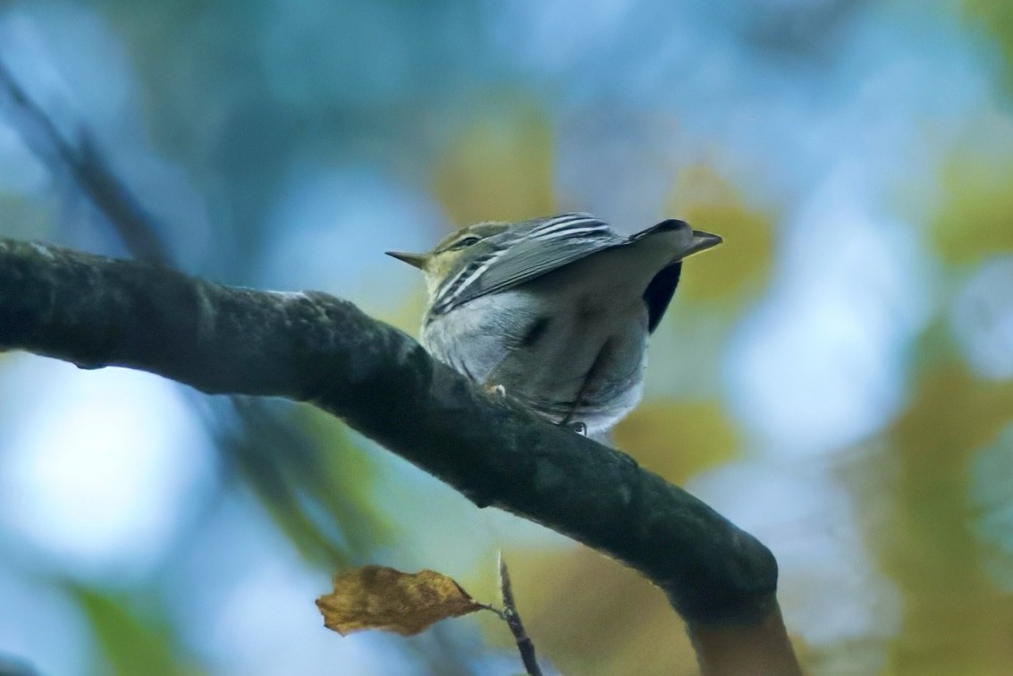 Blackpoll Warbler - ML644007241