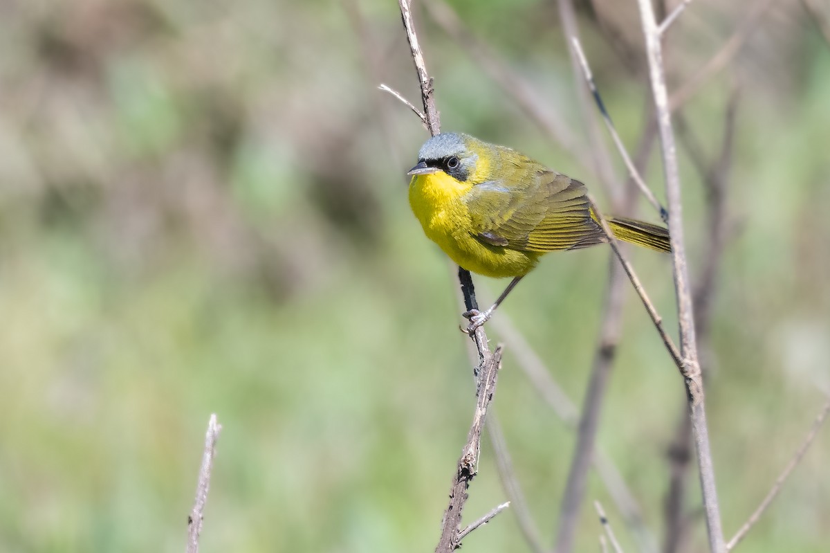 Southern Yellowthroat - ML644007247